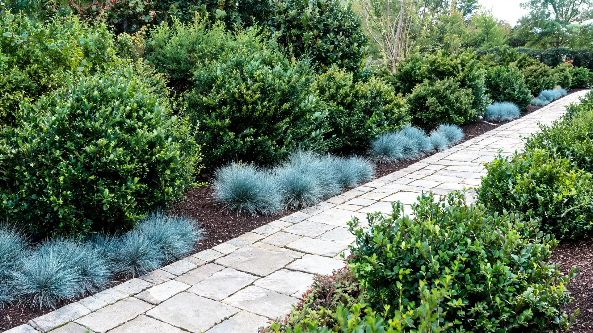 Grouped blue fescue grasses planted between shrubs, paths, and planting beds Filename: grouped-blue-fescue-ornamental-grasses