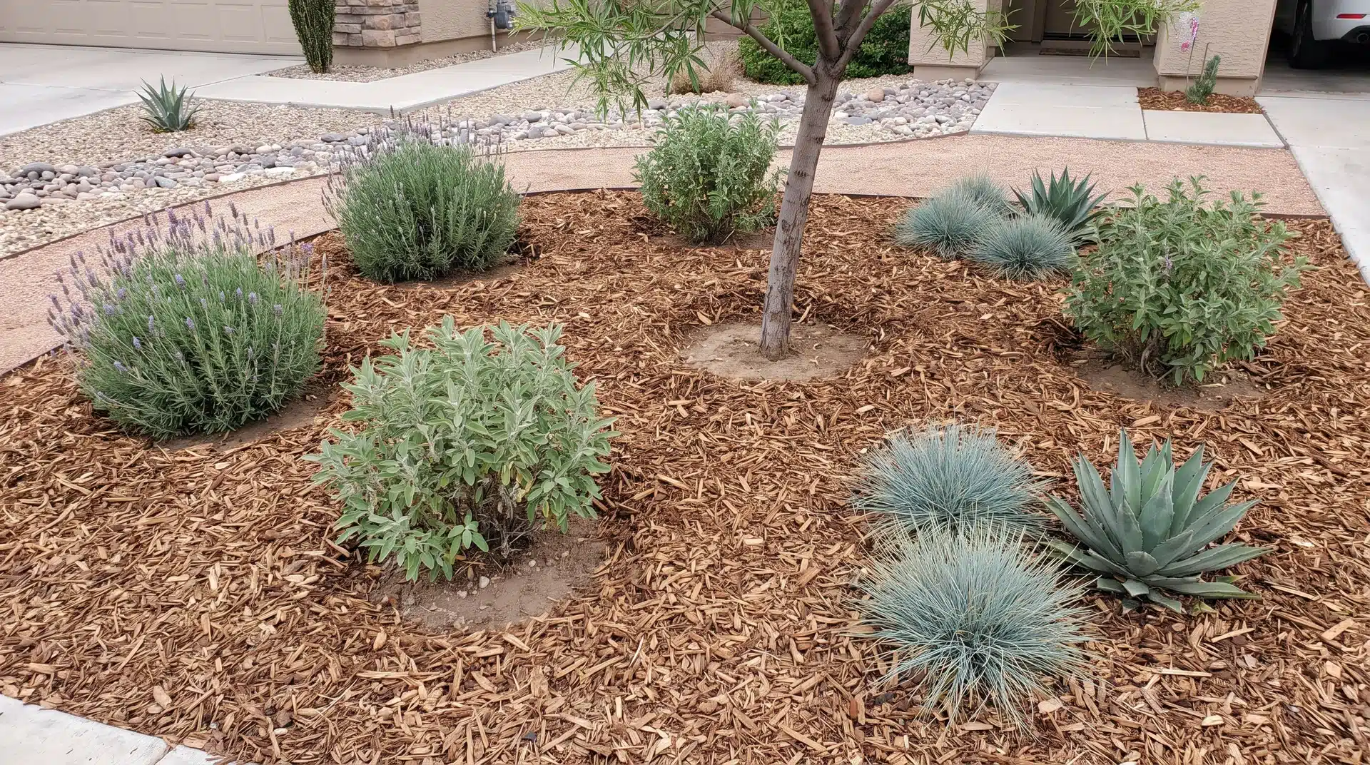 Mulch spread around xeriscape shrubs, trees, and perennials with gaps around plant bases
